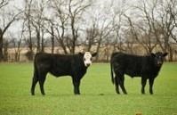 USDA-NASS May Be Contacting Some Oklahoma Stocker Cattle Producers